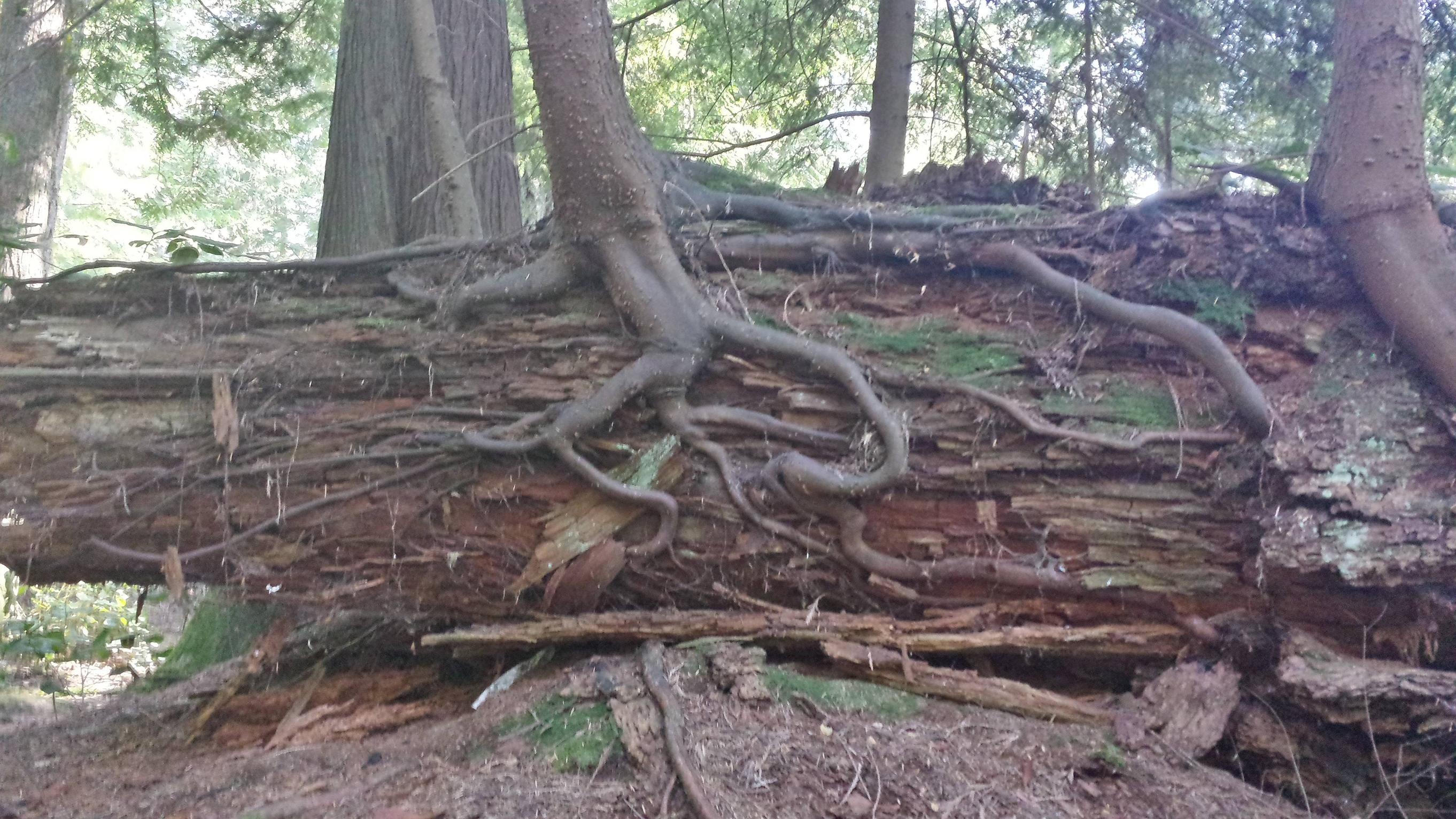 Eat from trees. Корни дерева. Дерево корня вяза. Корни дерева из обрыва. Вяз дерево корневая система.